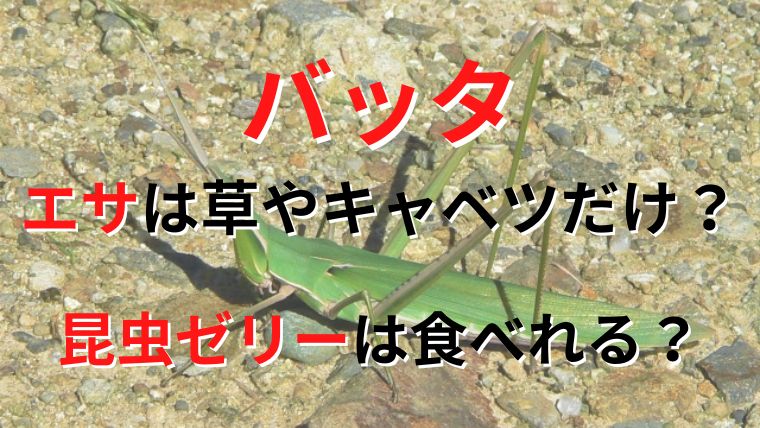 バッタのエサは草やキャベツの野菜だけで昆虫ゼリーは食べるの 食べないでも生きていけるか解説 ぱんだのらいふ