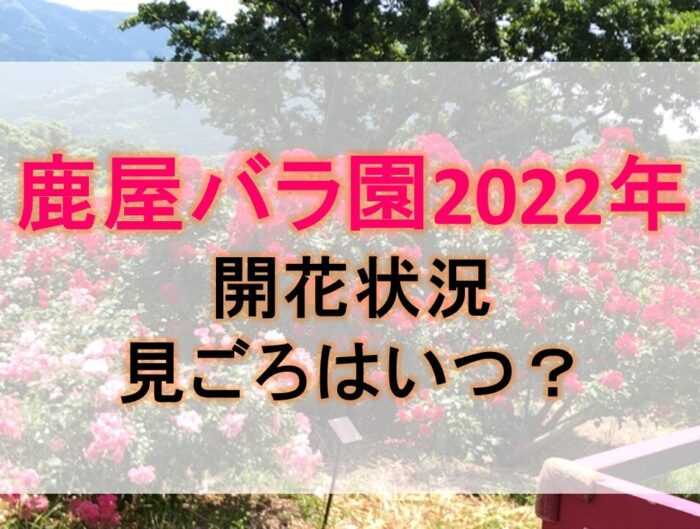 鹿屋バラ園22年の開花状況や見ごろはいつ アジサイもキレイ ぱんだのらいふ