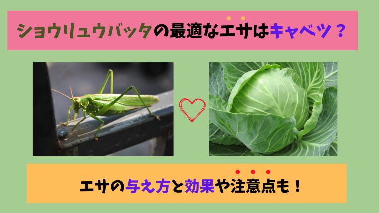 ショウリュウバッタの最適なえさは何？キャベツの効果や他野菜も紹介！